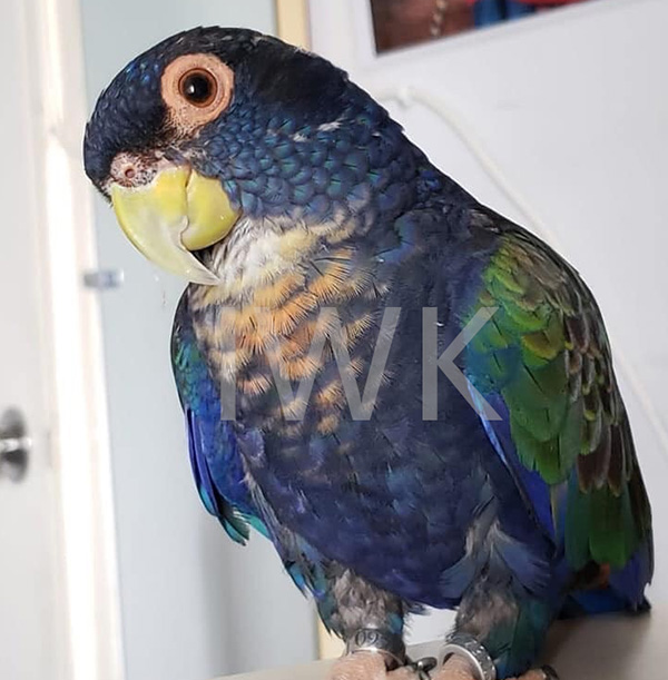 青铜翅（学名：Pionus chalcopterus）