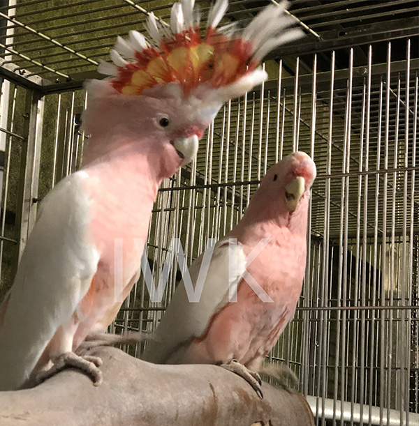 米切氏凤头鹦鹉（学名：Cacatua leadbeateri）